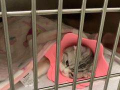 -中农国际动物医院24小时·猫科·骨科·急重症中心