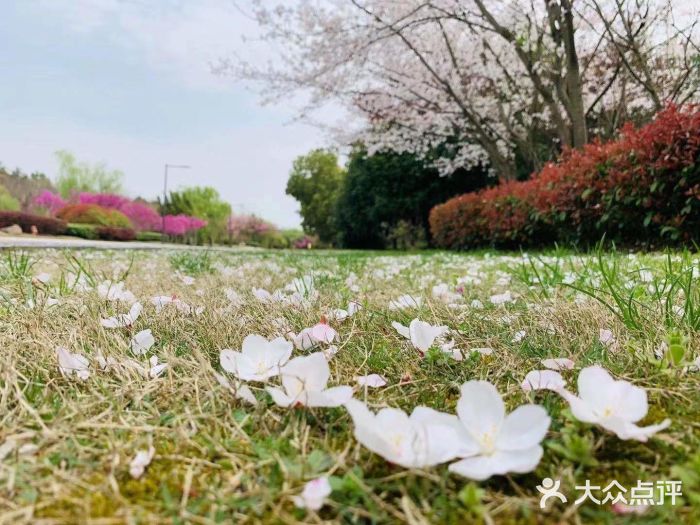 牛首山文化旅游区图片