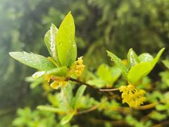 -武陵山森林公园