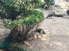-东莞香市动物园