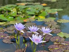 -国家植物园南园