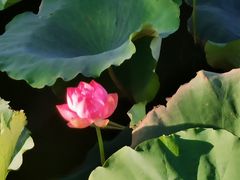 -老傅家湘潭水煮活鱼店(众一国际店)