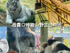 -西霞口神雕山野生动物世界