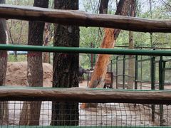 -青藏高原野生动物园