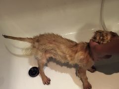 -Oh My Dog宠物沙龙(伊珊娜皮毛护理店)