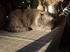-海边的猫和咖啡馆