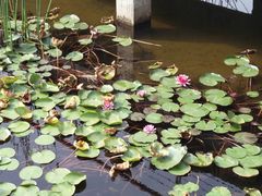 红莲-微山湖红荷湿地景区