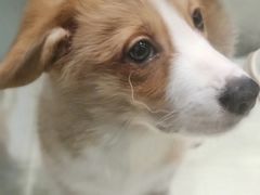 -momokira米努特·德文卷毛猫·棉花面纱犬