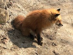 -宫城藏王狐狸村