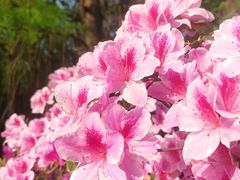 -上海共青森林公园