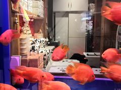 -小吊梨汤·北京菜·烤鸭(清河万象汇店)