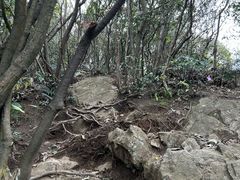 -午潮山国家森林公园