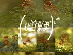 -青枫公园