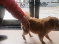 -芭比堂爱心动物医院(柯桥康爱分院)