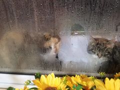 -弘烨 贵州酸汤 鱼火锅(东财店)