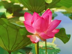 -国家植物园