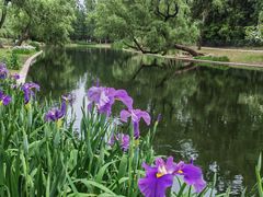 -上海共青森林公园