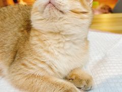 -猫十亿·布偶金渐层·曼基康矮脚猫舍(青年路店)