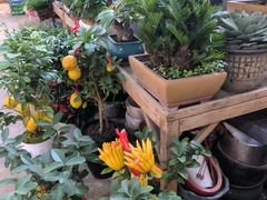 -双季花艺园艺市场(浦东店)