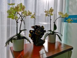 -联合丽格·张菡丽格医疗美容