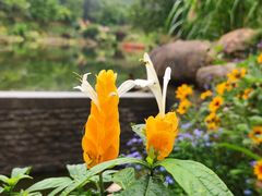 -深圳仙湖植物园