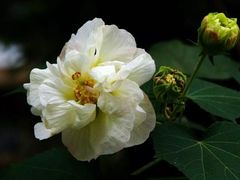 -碧云新天地二期