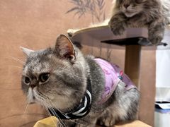 -楼上猫咖(罗湖店)