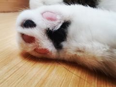 -瞄一喵猫咖(格力海岸店)