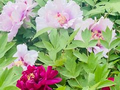 -东升八家郊野公园