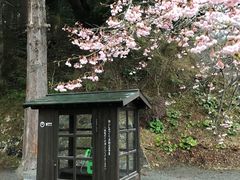 -天适樱花悠乐园