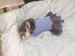 -多卡布奇宠物生活馆(上林世家店)