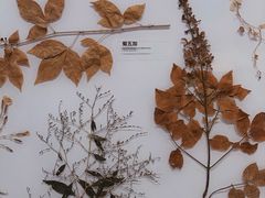 -重庆自然博物馆(新馆)