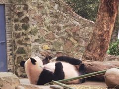 -都江堰中华大熊猫苑