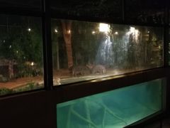 -清迈夜间动物园