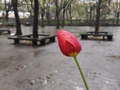 -上海共青森林公园