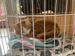 -四姑娘山阿巴郎·藏式花园餐厅