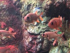 -太平洋海底世界