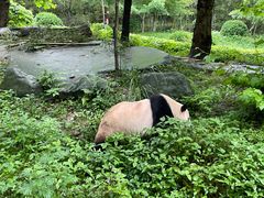 -都江堰中华大熊猫苑