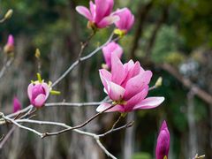 -深圳国际园林花卉博览园