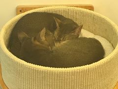-猫大福·Fortune Cat猫舍(百子湾店)
