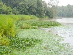 -南宁良凤江国家森林公园