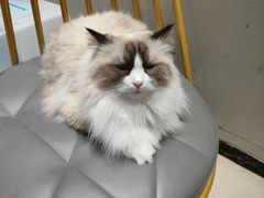 -藏猫猫咖啡主题馆(中央大道店)