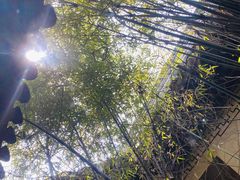 -张家港凤凰山景区河阳山歌馆