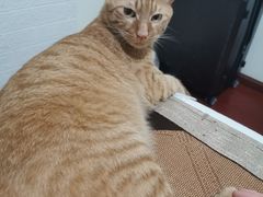 -半岛宠物医院24小时(西派城店)