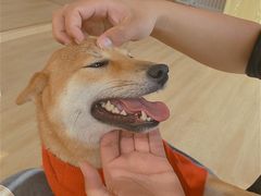 -南京Hallo宠物乐园·哈罗犬舍·柴犬繁育基地