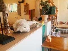 -小时光咖啡馆(开森度假森林店)