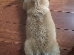 -1013 PET SHOP 宠物商店(近铁城市广场店)