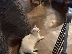 -猫猫幼稚园·撸猫·桌游·电玩