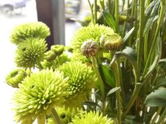 -VOYAGE COFFEE(北锣鼓巷店)