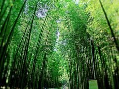 -大奇山国家森林公园